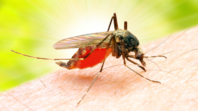 Malaria mag Männer - © Kletr